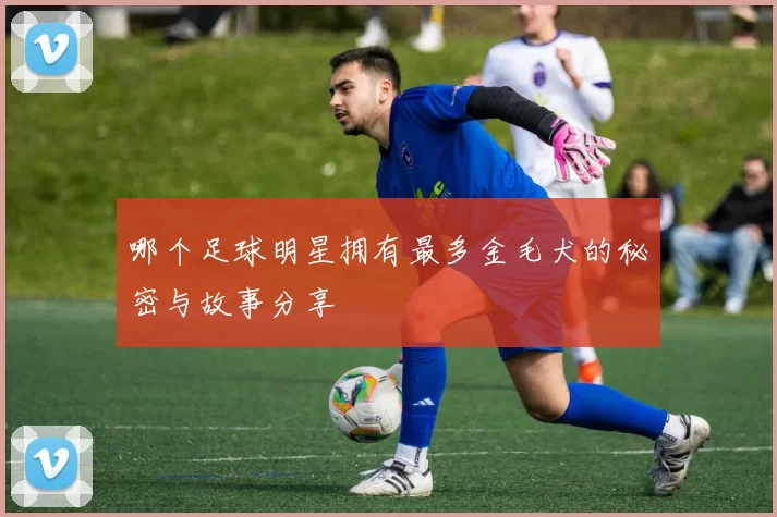 哪个足球明星拥有最多金毛犬的秘密与故事分享